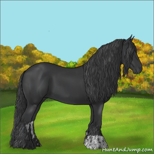 Horse Color:Black and Black