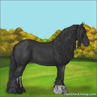 Horse Color:Black  and Black 