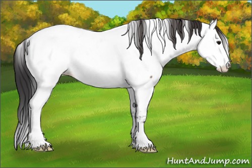 Horse Color:Bay Frame Appaloosa 