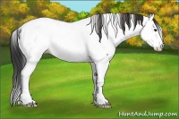 Horse Color:Bay Frame Appaloosa 