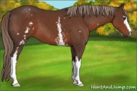 Horse Color:White Spotted Liver Chestnut 