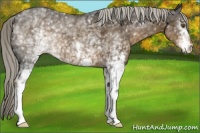 Horse Color:White Spotted Chocolate Palomino 