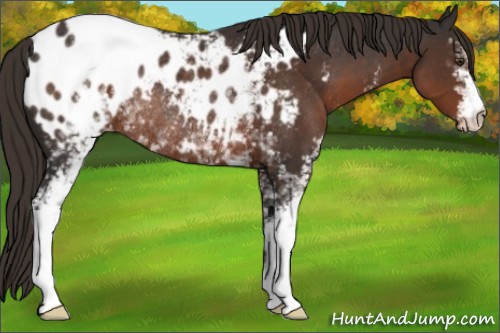 Horse Color:White Spotted Liver Chestnut Appaloosa Rabicano 