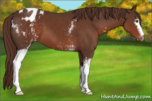 Horse Color:White Spotted Liver Chestnut Appaloosa 