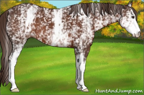 Horse Color:White Spotted Liver Chestnut 