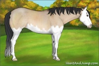 Horse Color:Brown Dun Sabino Splash 