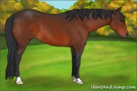 Horse Color:Brown 