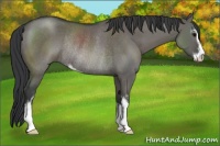 Horse Color:Grullo Sabino Rabicano 