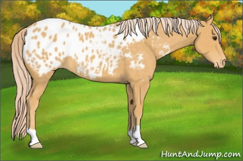 Horse Color:Palomino Appaloosa