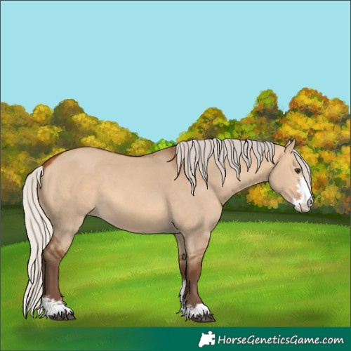 Horse Color:Silver Bay Dun Sabino 