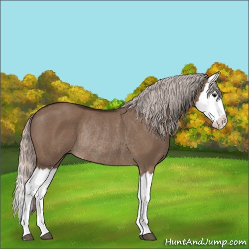 Horse Color:Silver Brown Dun Splash Rabicano
