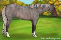 Horse Color:Silver Brown Roan 