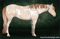 Horse Color:White Spotted Buckskin Pearl Frame 