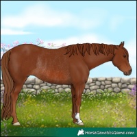 Horse Color:Chestnut Rabicano 