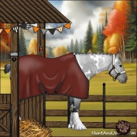 Horse Color:White Spotted Black Appaloosa