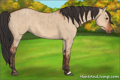 Horse Color:Brown Dun and Bay Dun