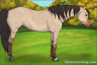 Horse Color:Brown Dun  and Bay Dun 