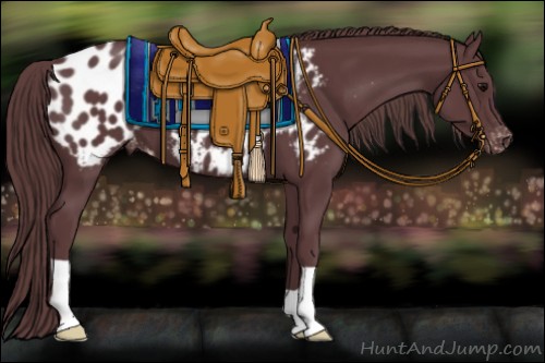 Horse Color:Chocolate Black Appaloosa 