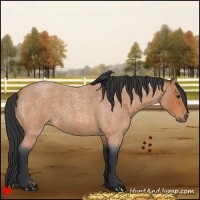 Horse Color:Bay Roan 