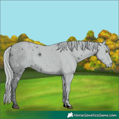 Horse Color:ERROR: UNKNOWN ANOMALY