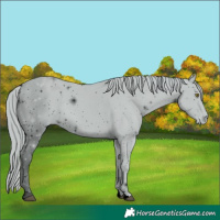 Horse Color:ERROR: UNKNOWN ANOMALY