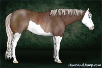 Horse Color:Silver Brown Splash Rabicano 