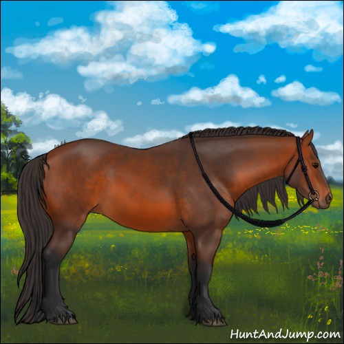 Horse Color:Bay 