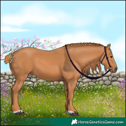 Horse Color:Chestnut 