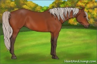 Horse Color:Silver Bay 
