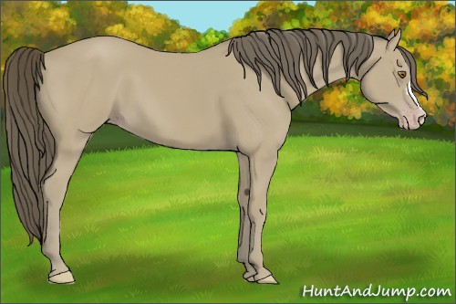 Horse Color:Classic Cream Champagne