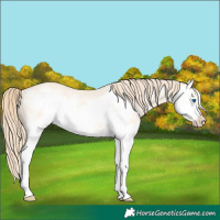 Horse Color:Perlino Dun Splash Frame