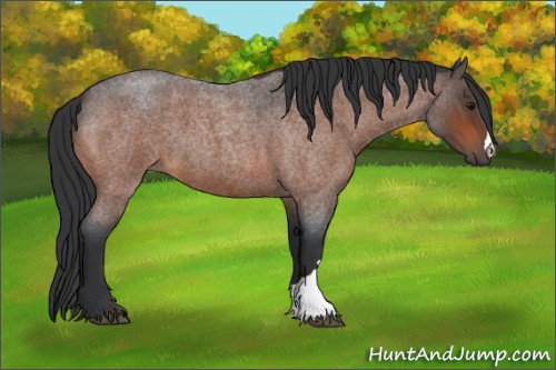 Horse Color:Bay Roan 