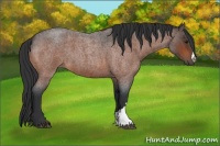 Horse Color:Bay Roan 