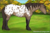 Horse Color:Buckskin Appaloosa 