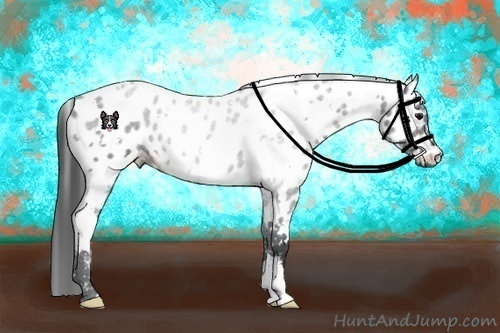 Horse Color:White Spotted Brown Appaloosa 