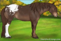 Horse Color:Liver Chestnut Appaloosa 