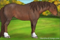 Horse Color:Liver Red Roan 
