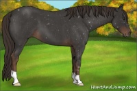 Horse Color:Liver Red Roan 