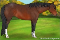 Horse Color:Brown 