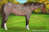 Horse Color:Liver Red Roan 