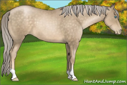 Horse Color:Chocolate Palomino Pearl