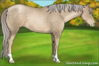 Horse Color:Chocolate Palomino Pearl