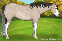 Horse Color:Bay Roan Dun Sabino Splash