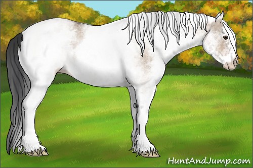 Horse Color:White Spotted Brown Roan Dun Rabicano 