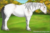 Horse Color:White Spotted Brown Roan Dun Rabicano 