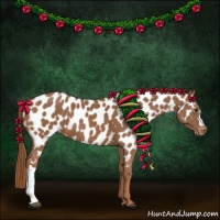Horse Color:Chestnut Appaloosa