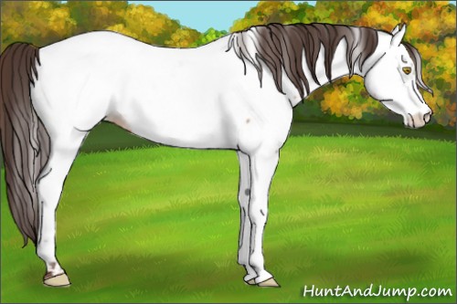 Horse Color:Amber Champagne Appaloosa 