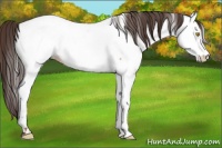 Horse Color:Amber Champagne Appaloosa 