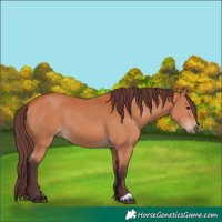 Horse Color:Chocolate Bay 