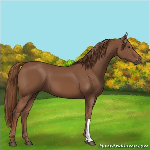Horse Color:Chestnut 